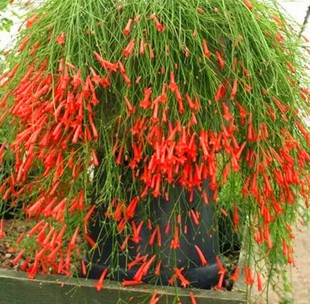 爆仗竹花苗 红色爆竹花炮仗竹树苗 吉祥草盆栽阳台垂吊花卉植物