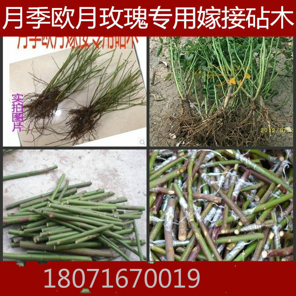 蔷薇月季玫瑰枝条嫁接砧木