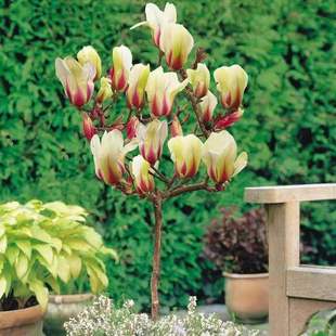 日出玉兰树苗木兰玉兰花矮化玉兰庭院绿化地栽绿化苗木乔木植物