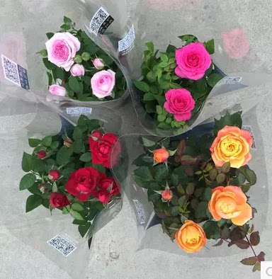 带盆玫瑰花苗四季开花大花盆栽室内盆花卉观花庭院阳台蔷薇月季