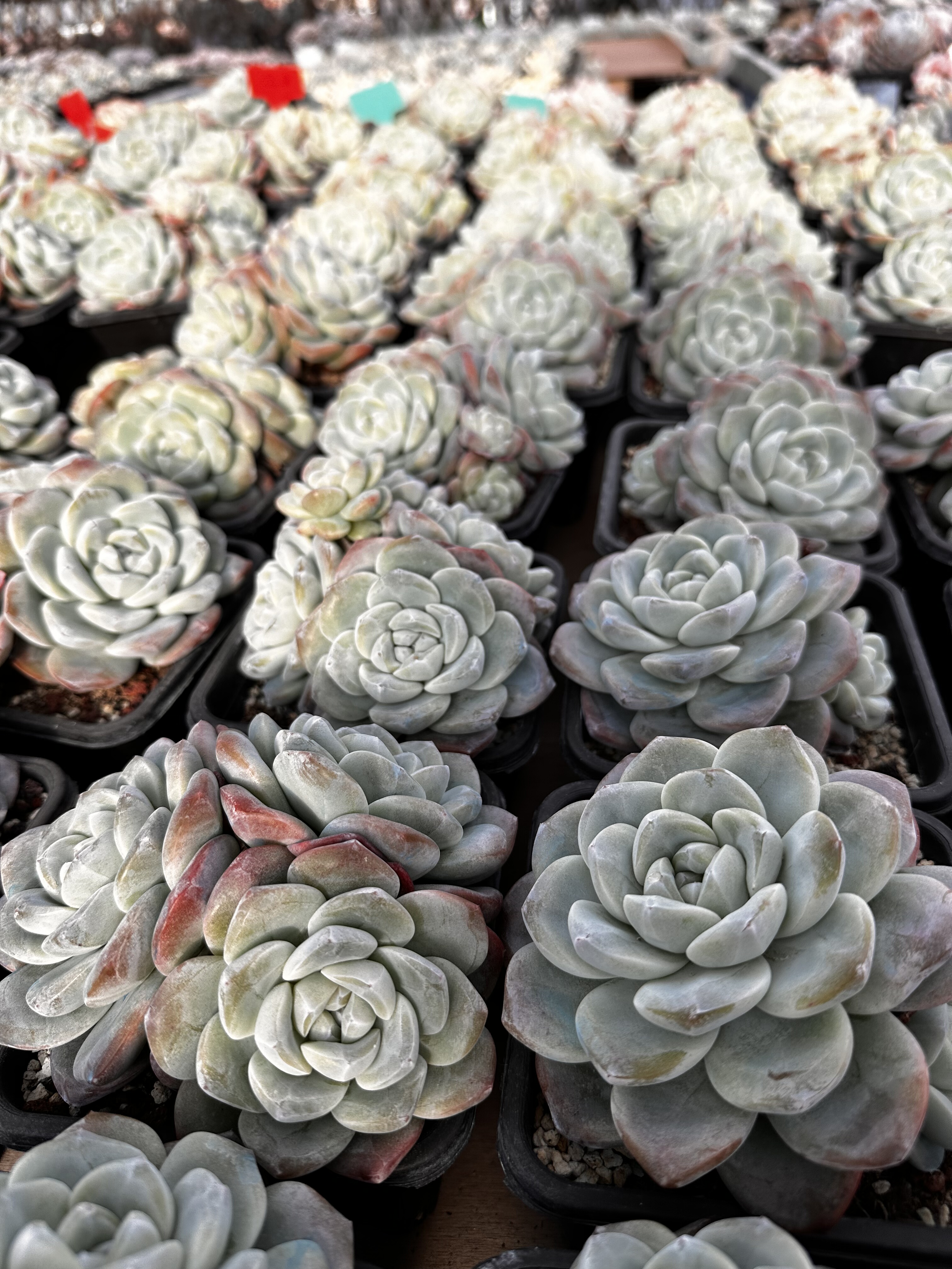 冰玉老桩大群生精品多肉植物新手好养好看精控精养阳台室内,鲜花速递/花卉仿真/绿植园艺,多肉植物,淘宝优惠券,粉丝福利购,淘宝优惠卷