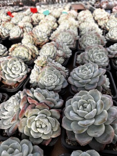 冰玉老桩大群生精品多肉植物新手好养好看精控精养阳台室内