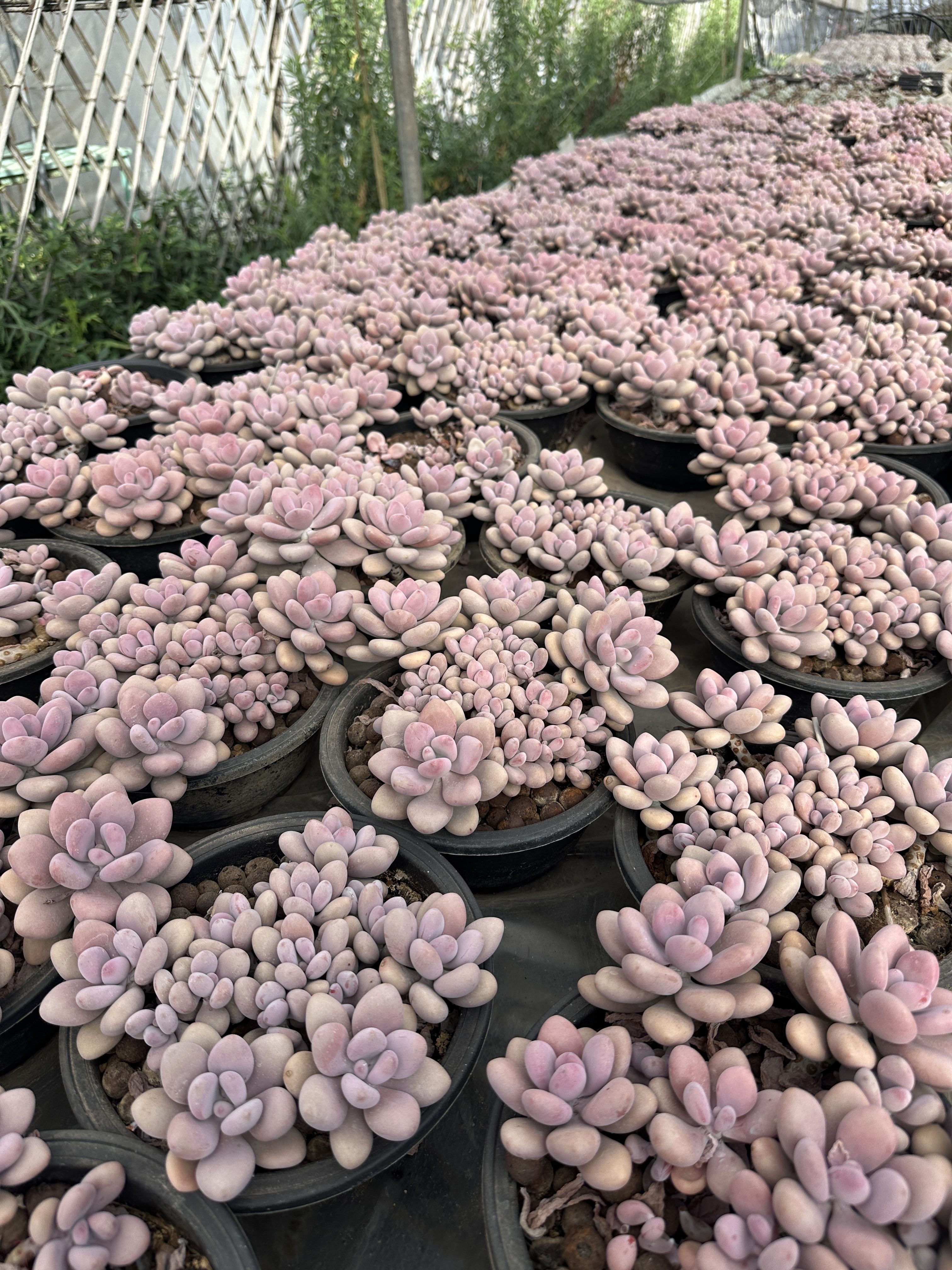 老桩控养多肉植物直播间选货好看多肉植物