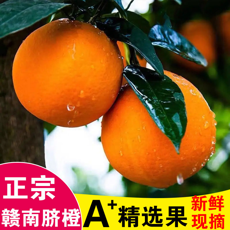当季时令正宗产地直发赣南脐橙