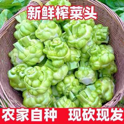 四川自种榨菜头新鲜大头菜青菜头菱角菜芥菜羊角菜咸菜蔬菜自种