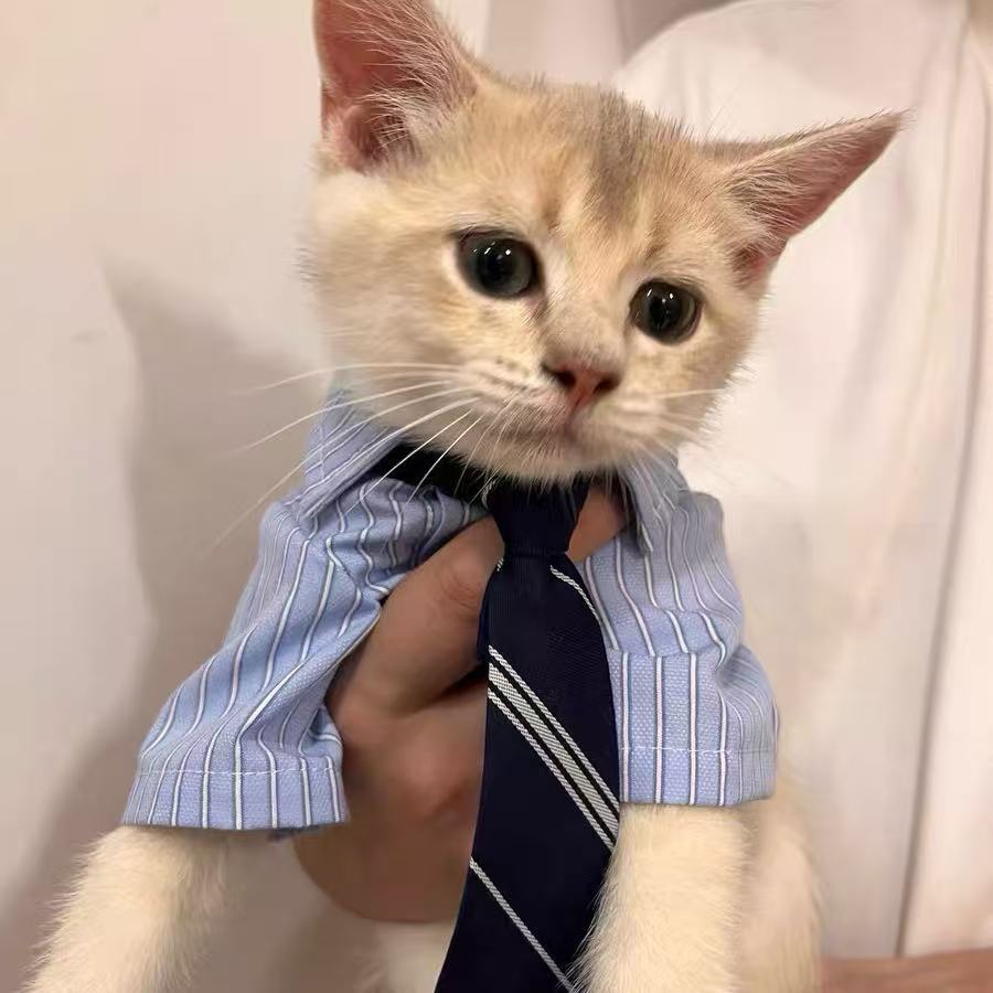 高智感男友宠物猫衣服春夏薄款比熊卡西高地衬衫泰迪小狗夏装公狗