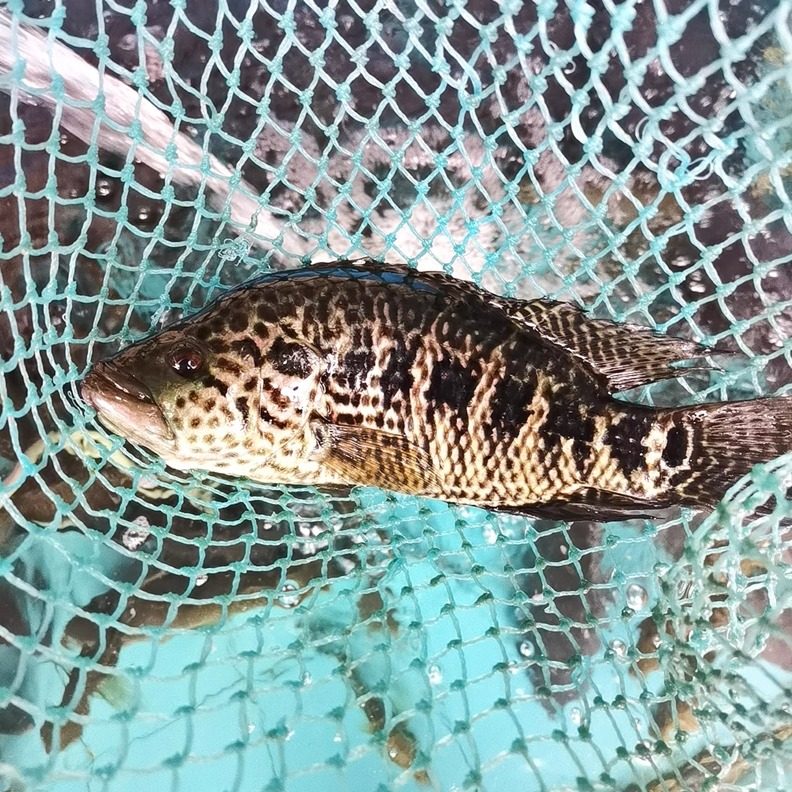 广西红水河淡水石斑鱼珍珠斑鱼鲜活现杀新鲜花鳜鱼花斑鱼老虎斑鱼