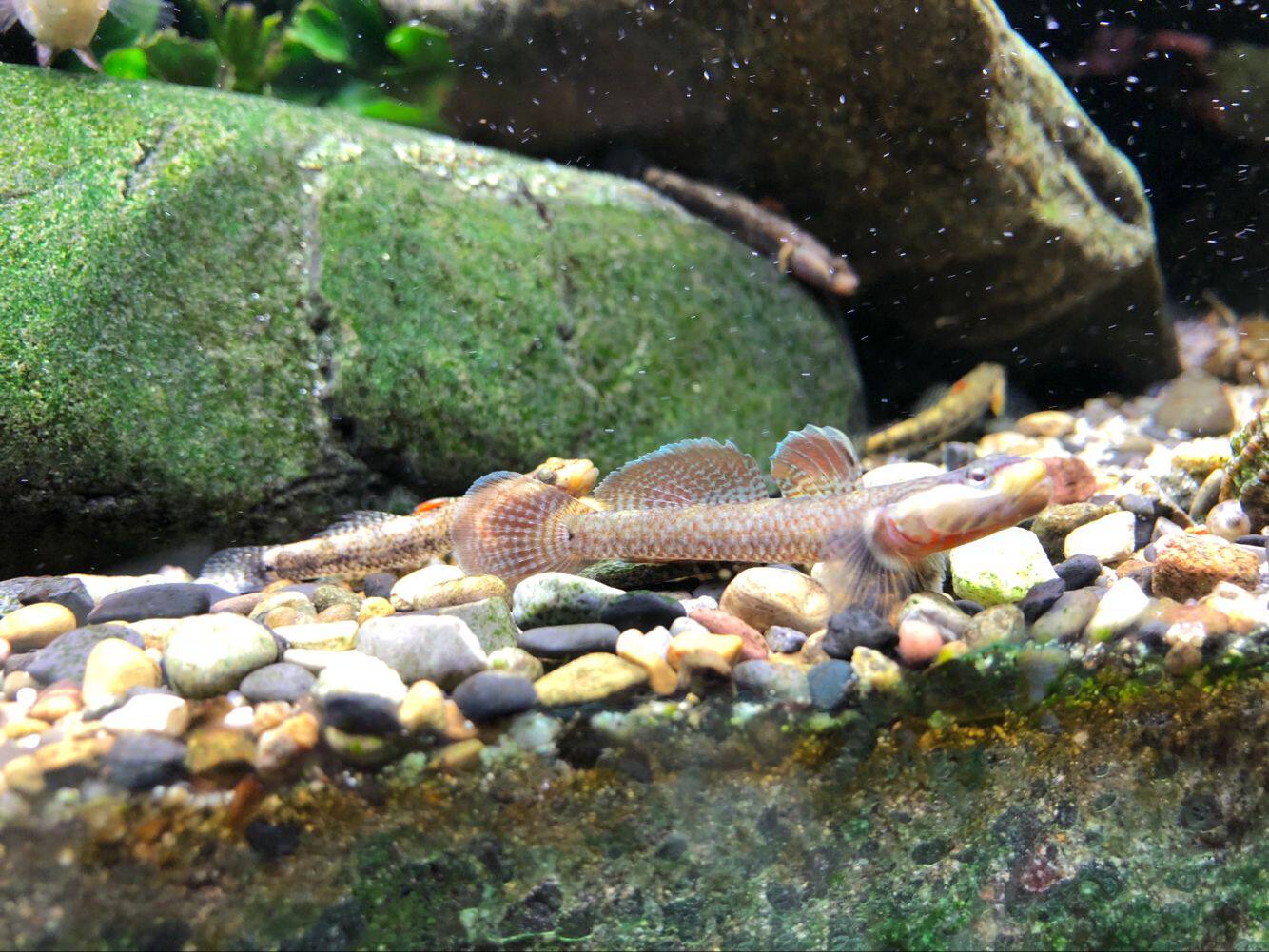 观赏鱼 原生鱼 不加温 冷水鱼  广西高帆黄唇sp吻虾虎  现货