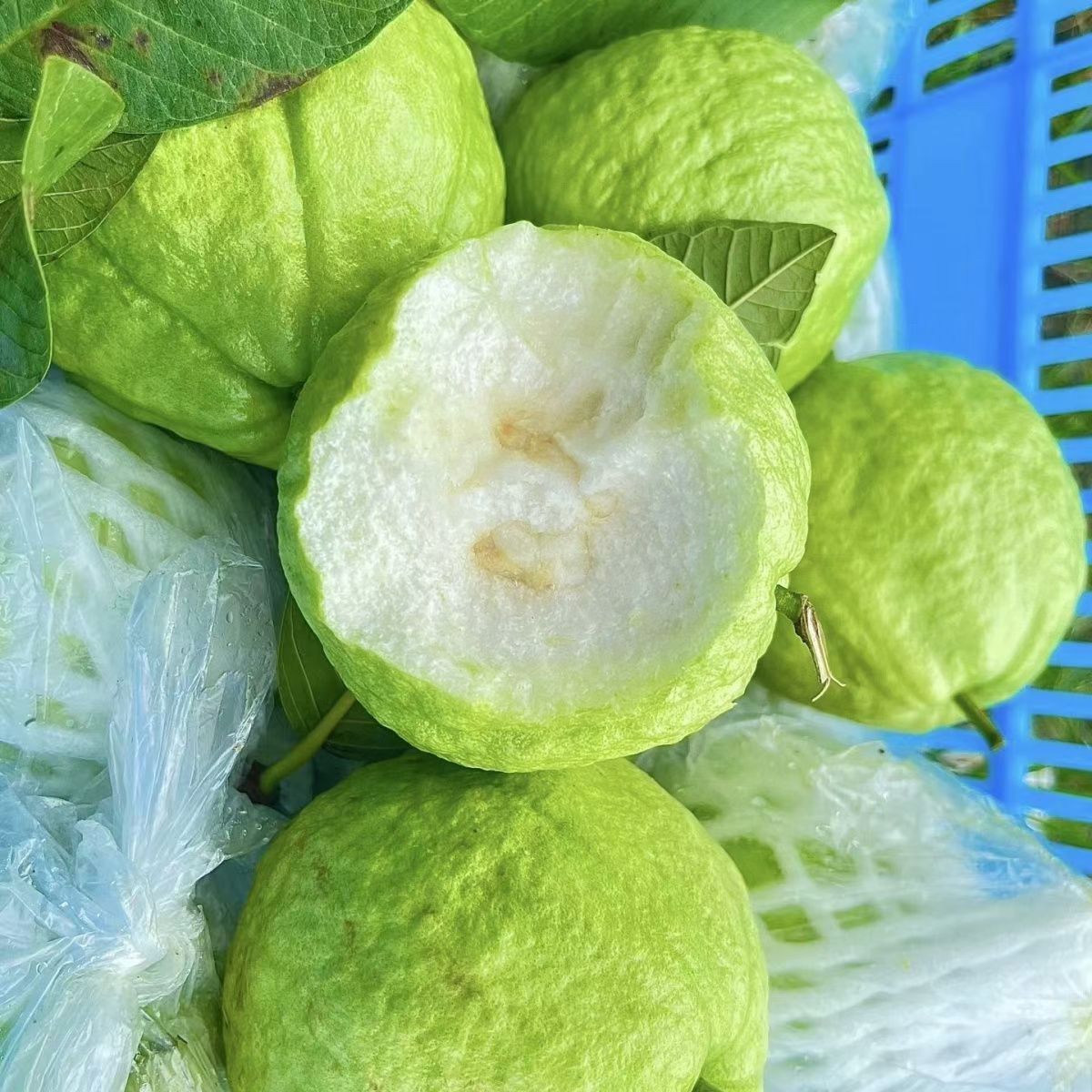 白心芭乐大果新鲜水果番石榴当季现摘现发