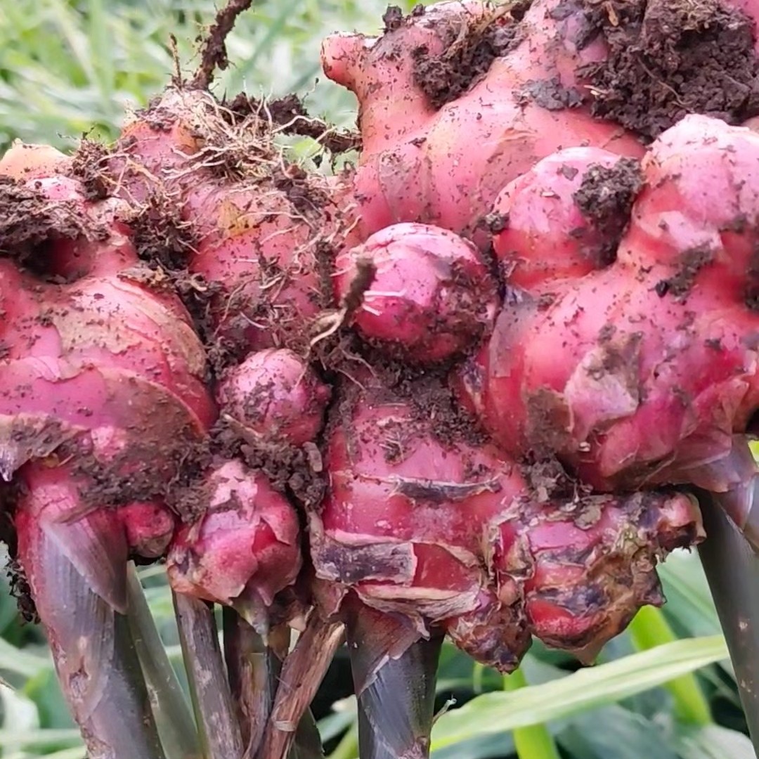 贵妃红姜种子红皮姜贵妃红生姜新鲜现挖红心苗农家正宗红姜种