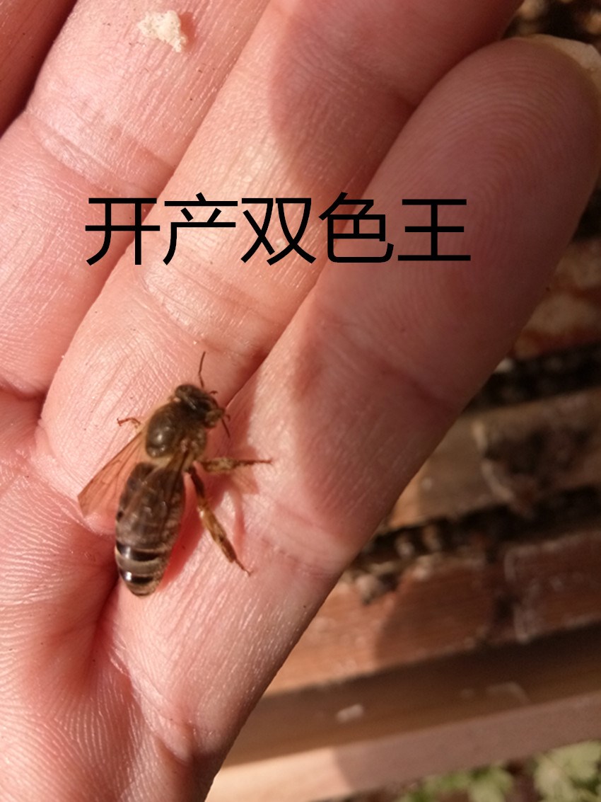 中蜂群带王活体中蜂群蜜蜂群蜂群中蜂蜜蜂群土蜂群双色蜂|msdalam kategori Aksesori Digital 3C, pasaran komponen elektronik, komponen elektronik, Komponen lain - dari Buy2taobao.com untuk memberikan perkhidmatan ejen Taobao profesional membeli