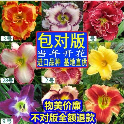 金娃娃庭院四季易活绿化大花萱草