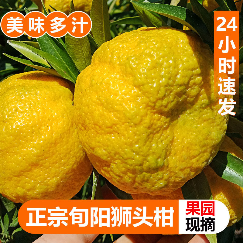 2025陕西特产旬阳狮头柑丑八怪皇帝柑贡柑桔子新鲜橘子现摘5/10斤