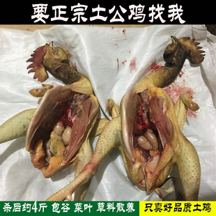 农村自养土鸡农家散养大公鸡鸡肉新鲜老公鸡笨鸡整只鸡土公鸡活鸡