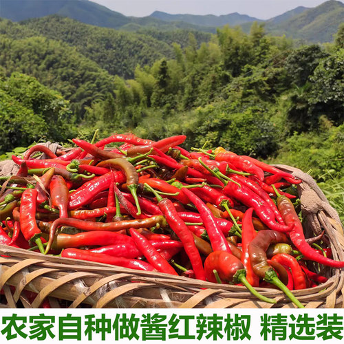 二荆条红杭椒农家红辣椒鲜红杭椒