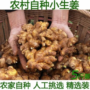 农家自种新鲜小黄姜5斤月子姜新姜生姜黄肉土山姜非老姜母
