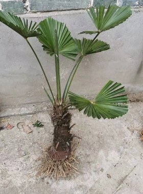 棕榈好看别墅绿植棕榈树