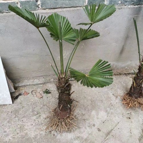 棕榈好看别墅无绿植野生棕榈树