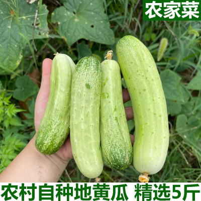 湖北农家自种当季时令蔬菜土黄瓜旱黄瓜黄皮黄瓜生吃新鲜地黄瓜