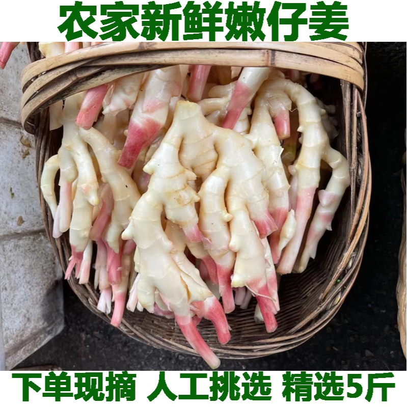 湖北嫩仔姜新鲜子姜芽红头玉手生姜泡老醋鲜姜蔬菜农家现挖泡菜