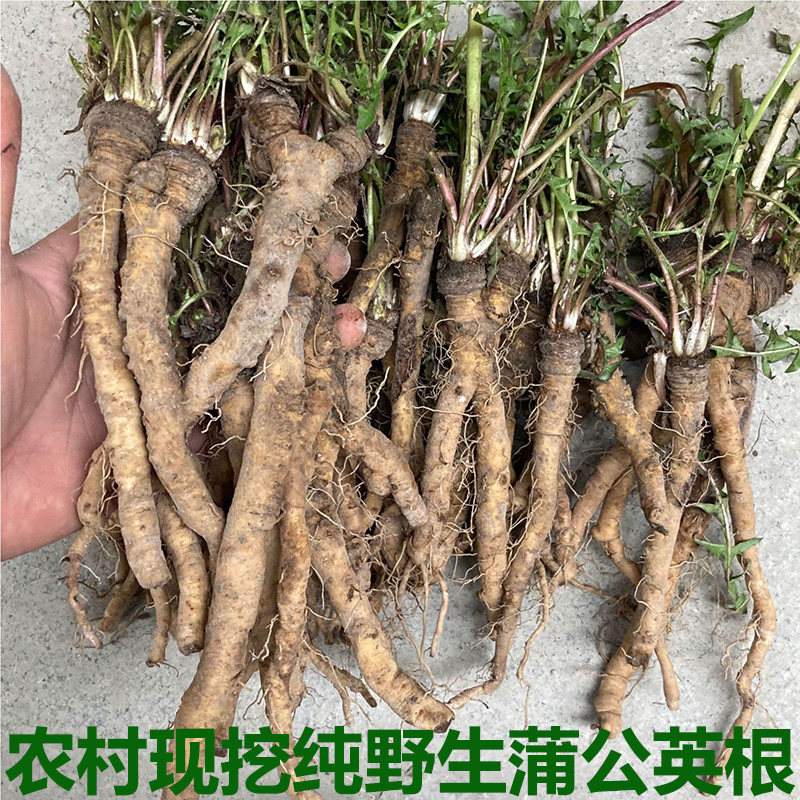 新鲜现挖蒲公英根纯根纯山菜婆婆丁苗老根包邮