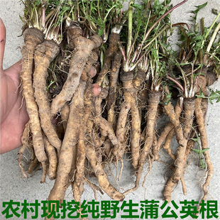 新鲜现挖蒲公英根纯根纯山菜婆婆丁苗老根包邮