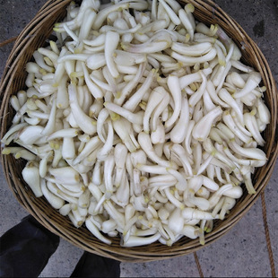 新鲜荞头藠头茭头农家自种现发现挖精选教头蒜白糖醋湖北蔬菜包邮