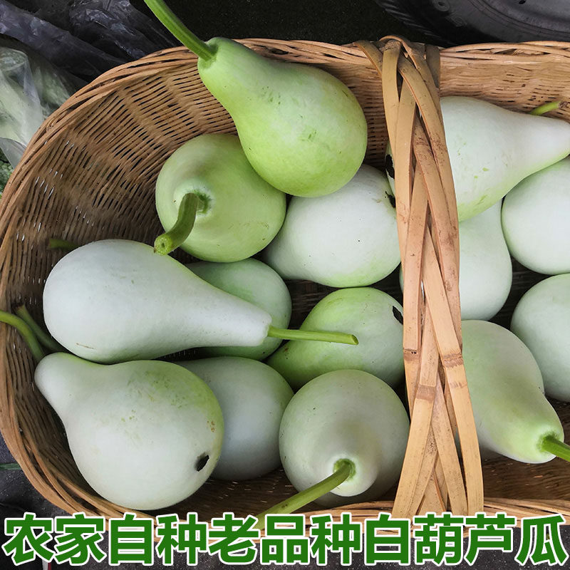 湖北农家菜白葫芦瓜新鲜食用圆葫芦瓠子蒲瓜瓠瓜农家种植蔬菜包邮