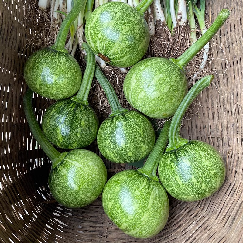 新鲜农家自种嫩南瓜长南瓜