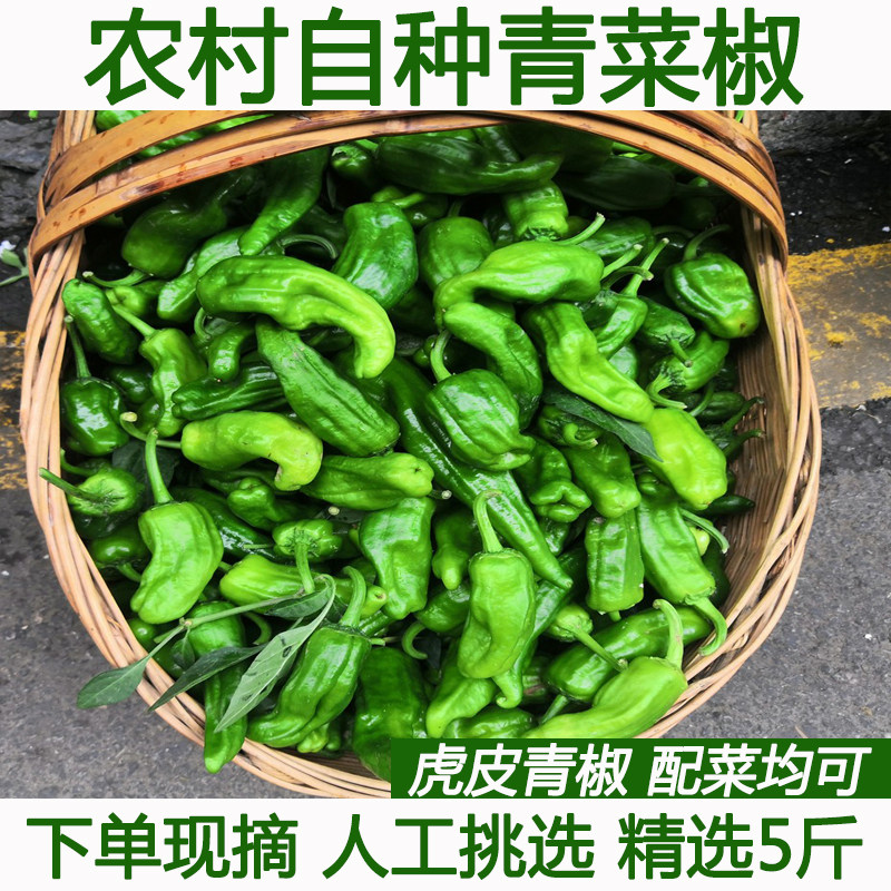 青辣椒新鲜现摘农家自种青椒薄皮椒微辣芜湖椒虎皮椒时令新鲜蔬菜