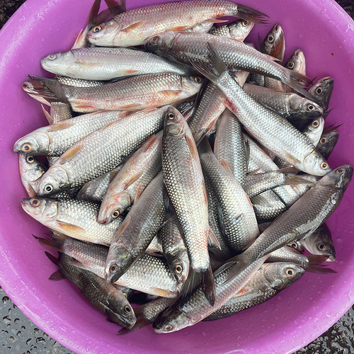 淡水鱼棒棒鱼麦鲮鱼鲮鱼土鲮鱼
