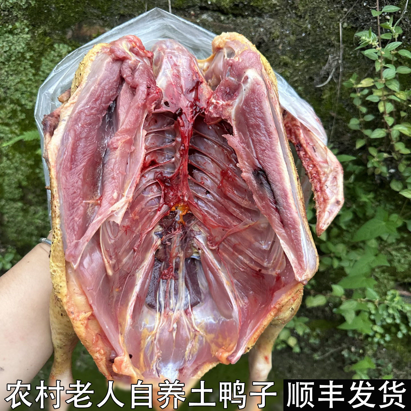 农村自养老鸭子现杀鸭子麻鸭木鸭肉生态鸭老鸭子散养放养土鸭