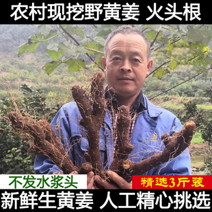 农家土特产野黄姜 火藤根 黄姜种盾叶薯蓣 新鲜生火头根3斤装