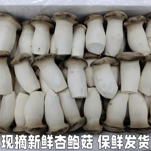 杏鲍菇新鲜鸡腿菇新鲜火锅料理蘑菇蔬菜菌菇现摘现发鲜菇食用菌