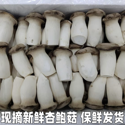 杏鲍菇新鲜鸡腿菇新鲜火锅料理蘑菇蔬菜菌菇现摘现发鲜菇食用菌