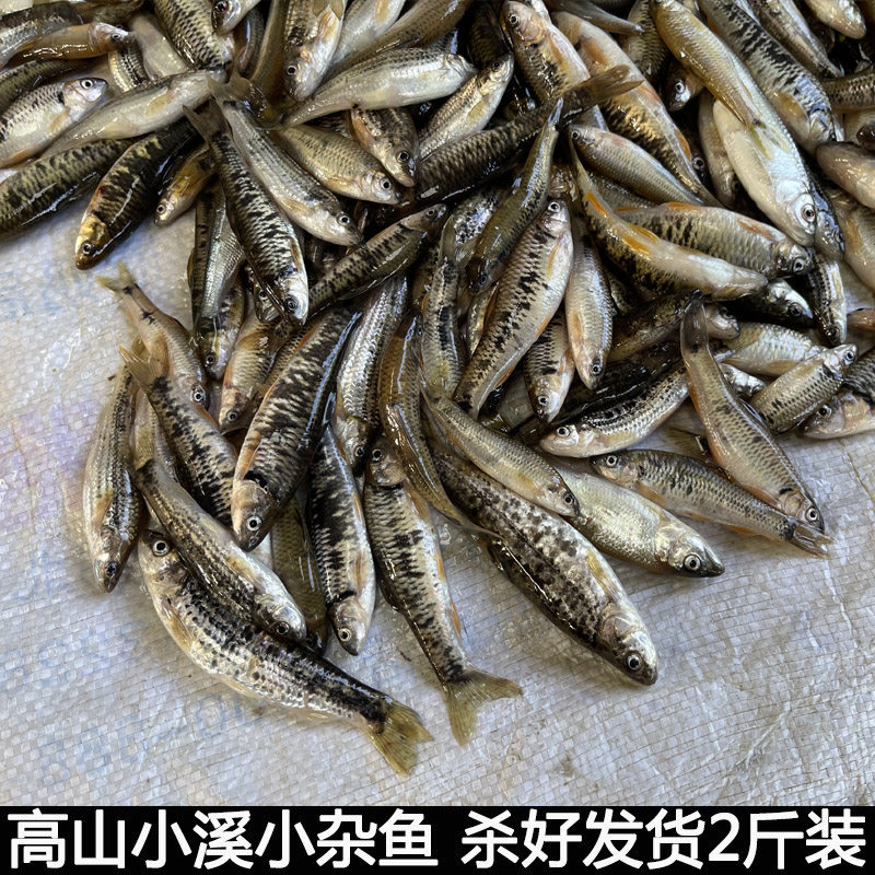 小杂鱼小河鱼小杂鱼小土鱼小麻鱼