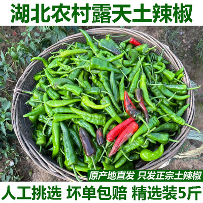 湖北农家露天薄皮土辣椒