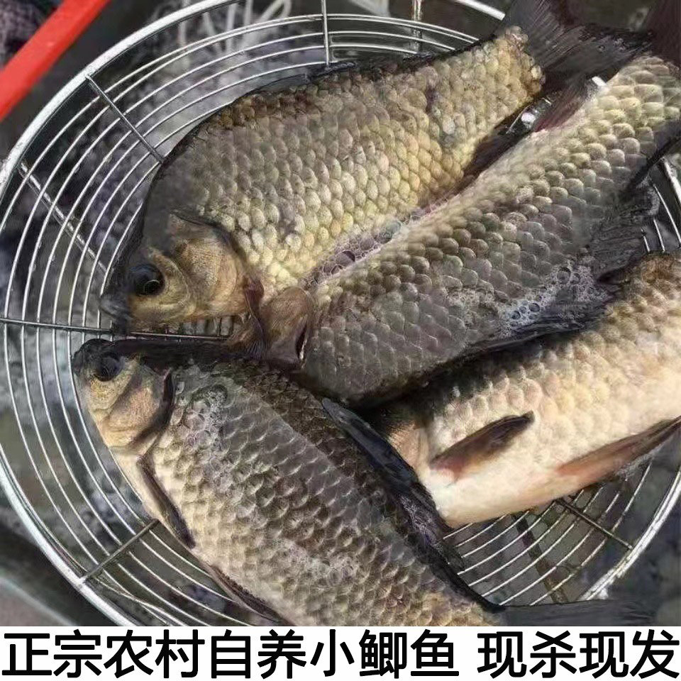 农村鱼塘自养小鲫鱼新鲜活的现杀