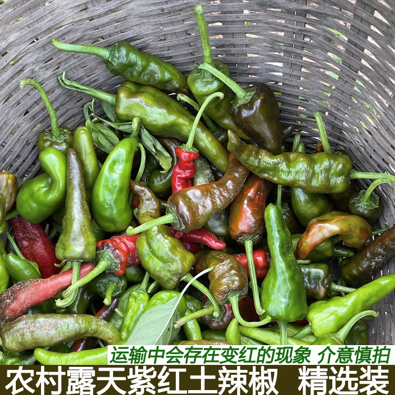 湖北农家自种露天土辣椒紫红辣椒鲜红辣椒乌红土辣椒做酱剁椒包邮