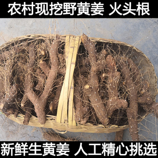 农村现挖新鲜野黄姜火藤根黄姜种芽新鲜黄姜盾叶薯蓣 火头根包邮