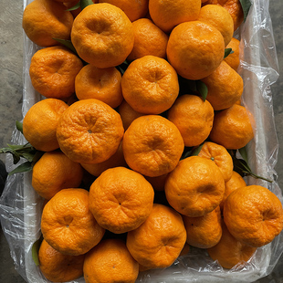 清江椪柑新鲜椪柑芦柑整箱水果新鲜 整箱 当季水果现摘碰柑包邮