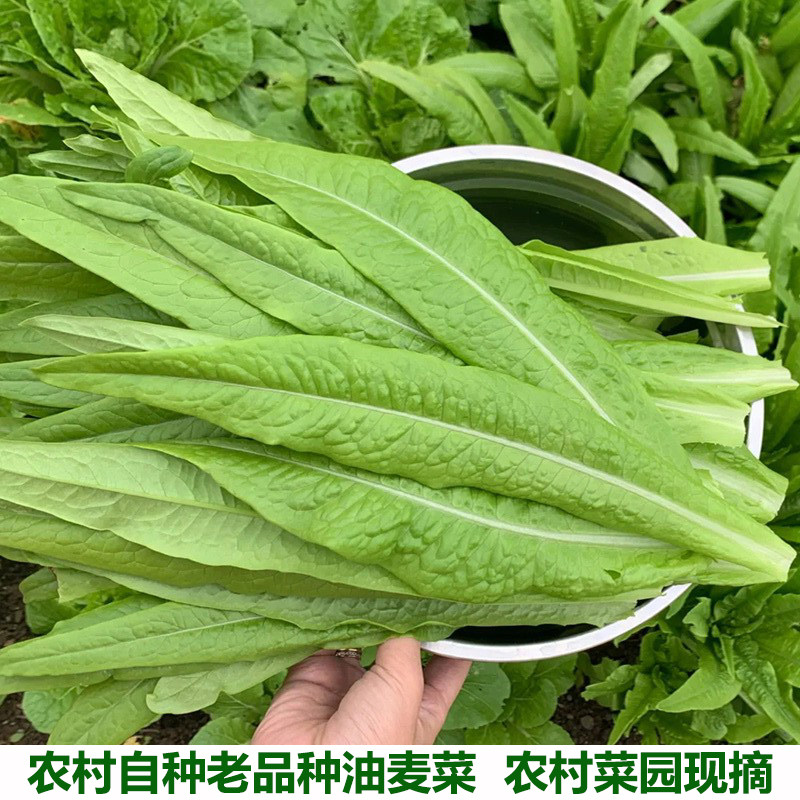 湖北农家自种油麦菜新鲜蔬菜时令绿叶菜火锅青菜沙拉健身笋尖包邮