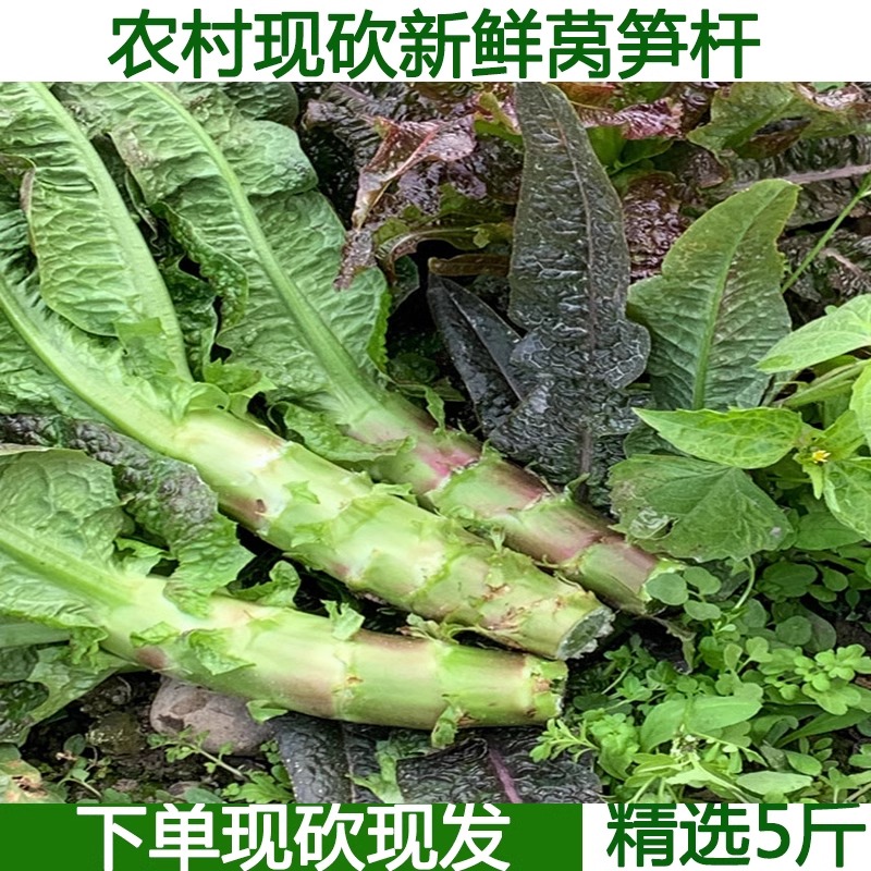 农家自种露天新鲜蔬菜青莴笋包