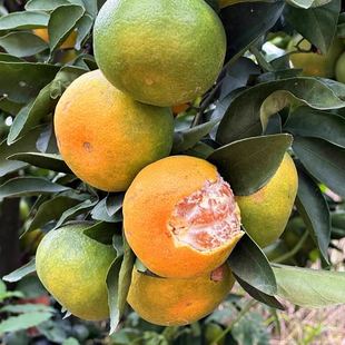 宜昌蜜桔 桔子青皮橘子早熟新鲜蜜桔子应季孕妇水果柑橘蜜橘包邮