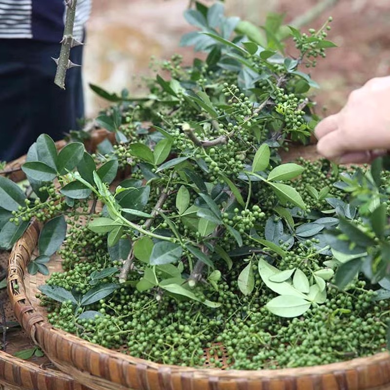 新鲜青花椒湖北宜昌农家青花椒本地土花椒新花椒生麻椒鲜青藤椒