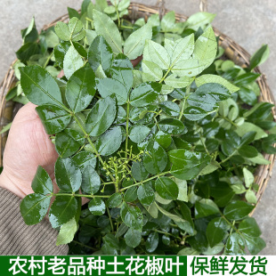 湖北农家现摘新鲜花椒嫩芽土花椒芽花椒叶土花椒嫩叶花椒叶麻香