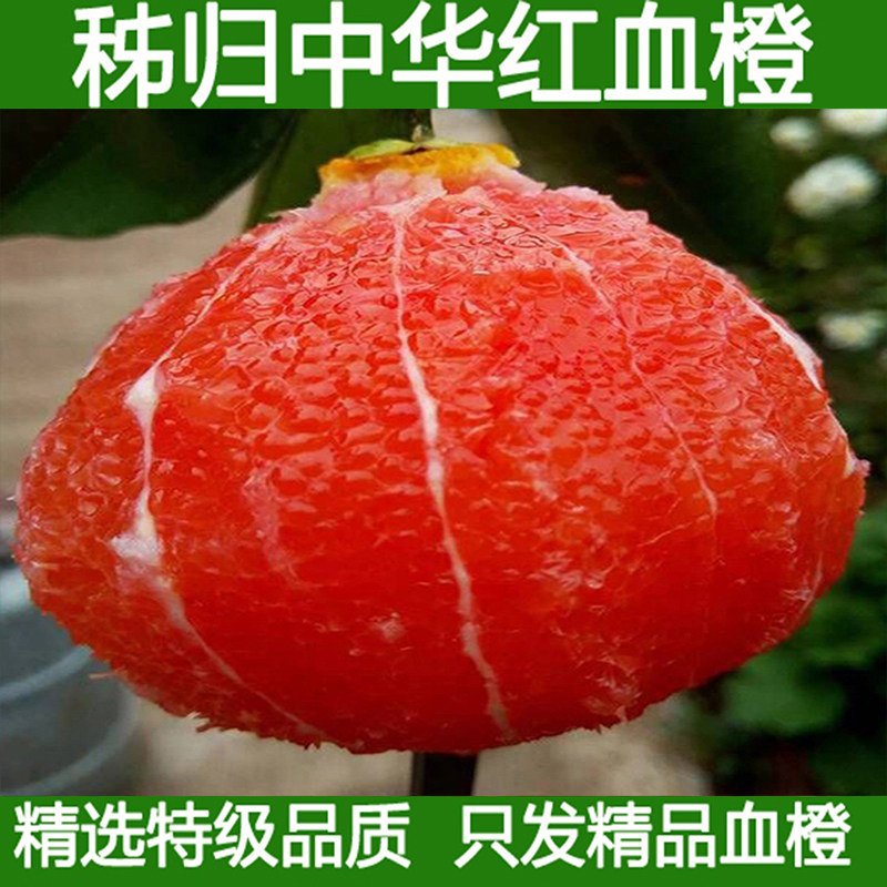 新鲜血橙水果中华红秭归红肉橙子当季雪橙甜橙手剥橙5斤包邮