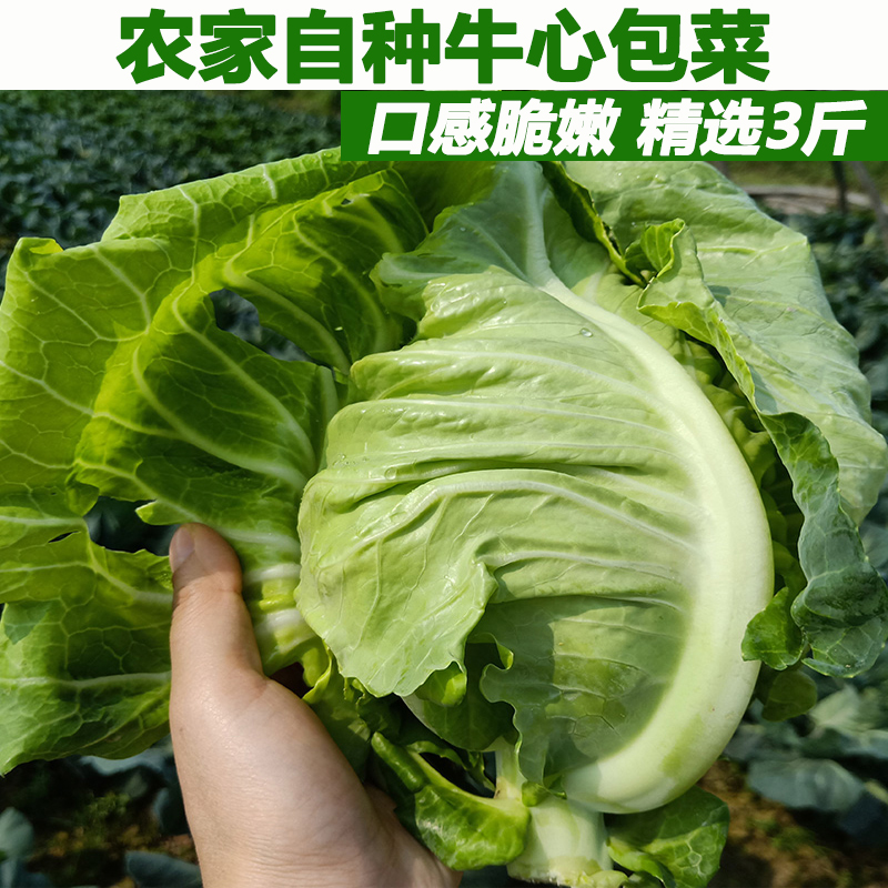 农村现摘新鲜牛心包菜卷心菜牛心甘蓝手撕包菜露天种植包邮