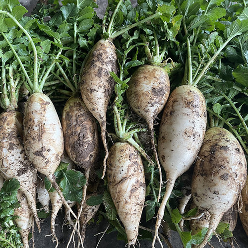 农家自种新鲜蔬菜白萝卜脆嫩