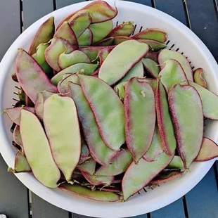 紫扁豆农家露天时令新鲜蔬菜南汇紫扁豆红扁豆扁豆角荚芸豆包邮